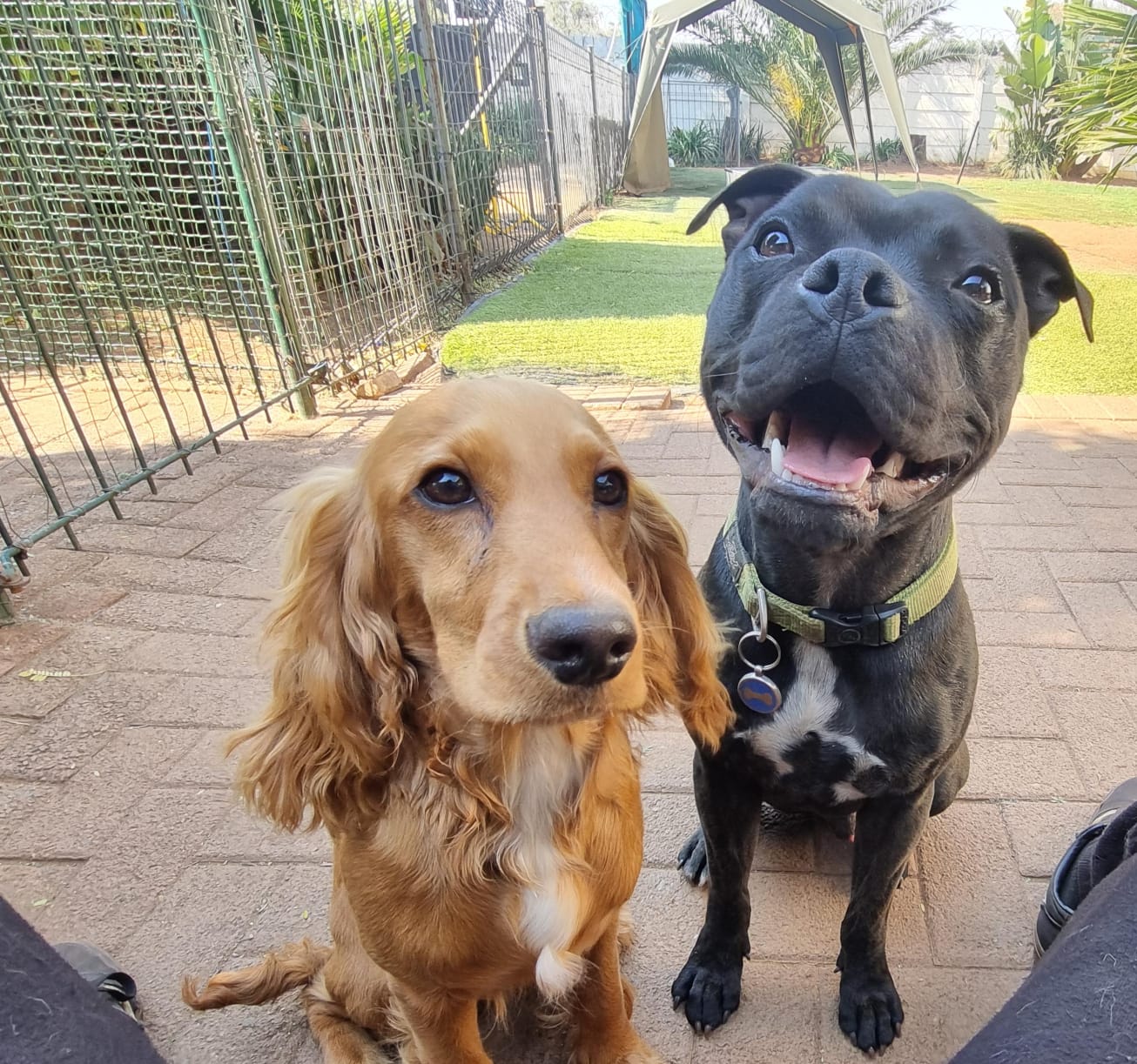 Pawsome Pups in action